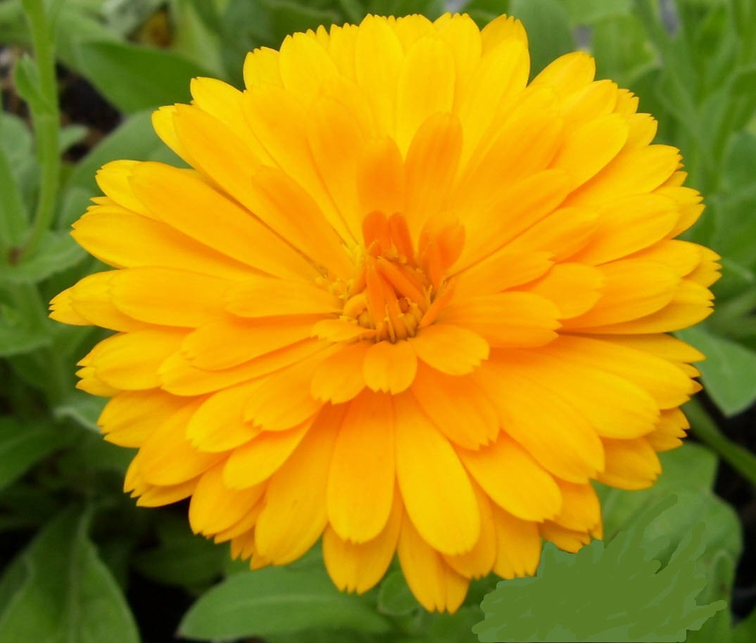 Calendula (Marigold) – Beautiful Edible Yellow Flowers