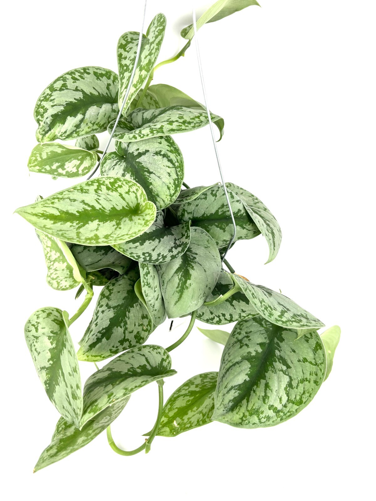 Pothos Silver Splash Easy Air Purifying House Plants, 6″ Hanging Pot