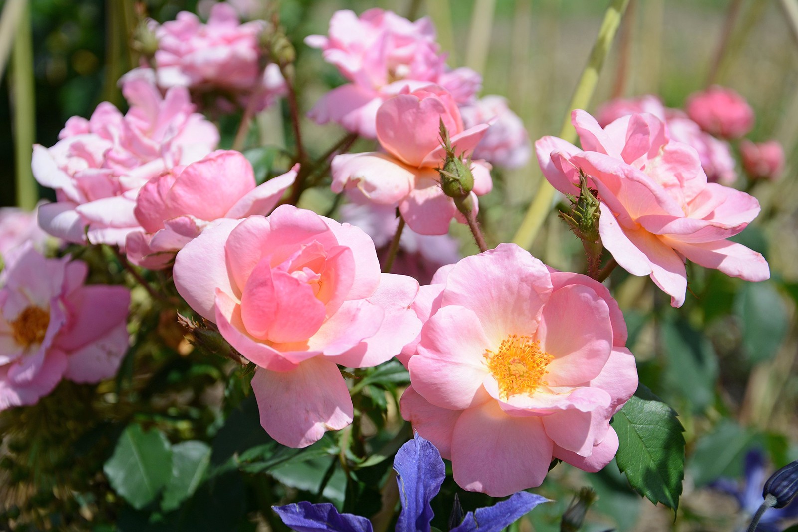 Green Promise Farms Korospchk Rosa Peachy Knock 3-Size Container Peach Flowers