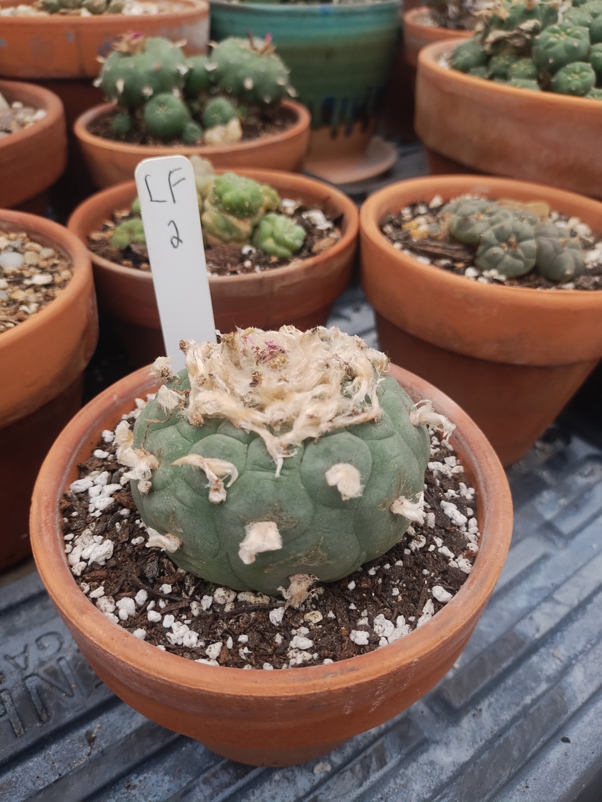 Rare Seed Grown Cactus 2.75 Inch Diameter, Plant #2