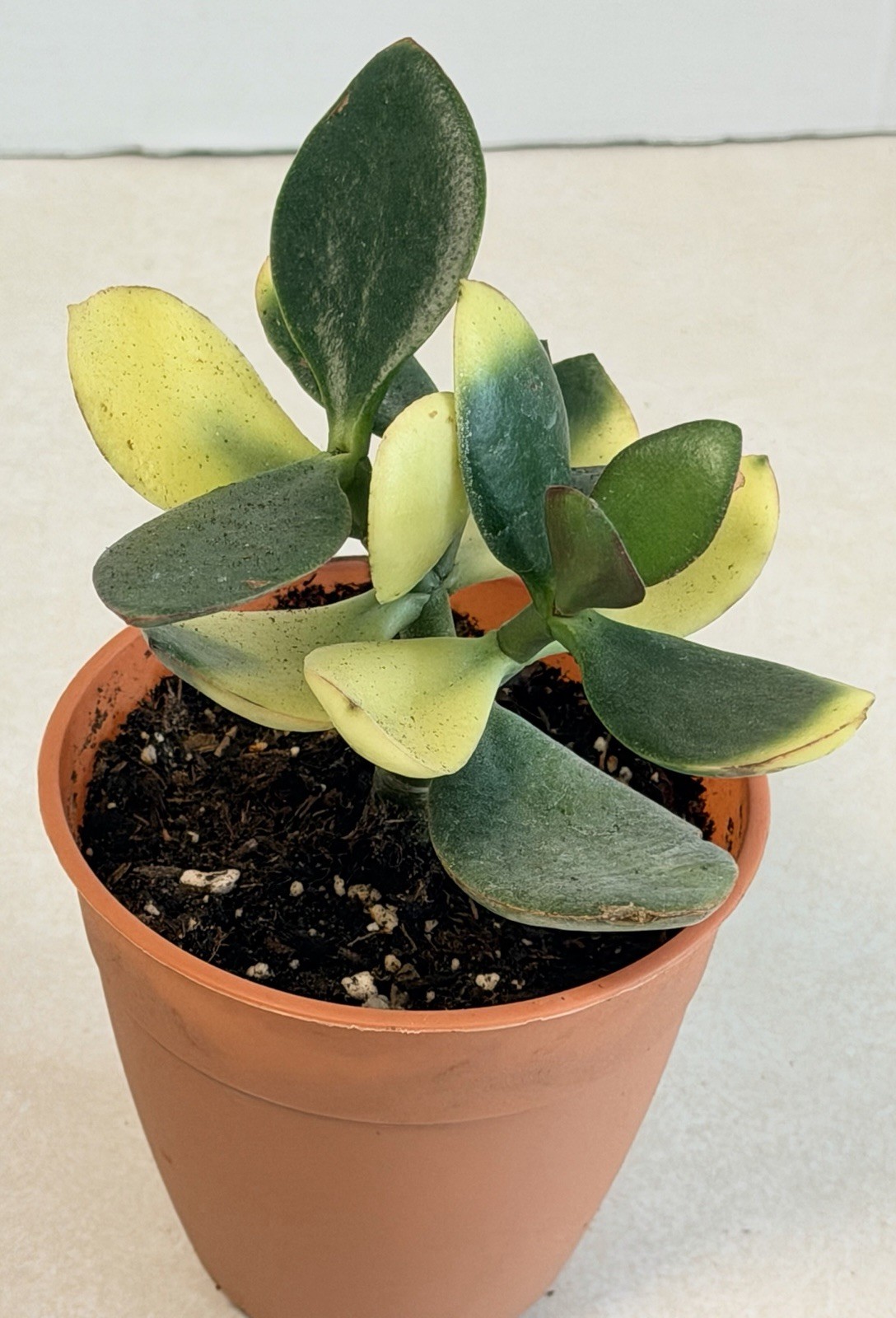 Tri Color Jade Plant In 3” Inch Plastic Flower Pot.