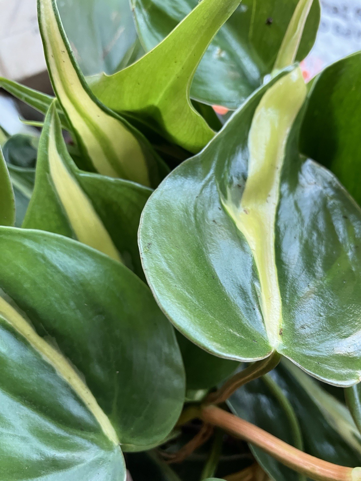 Philoldendron Variety Plant In An 8” Pot