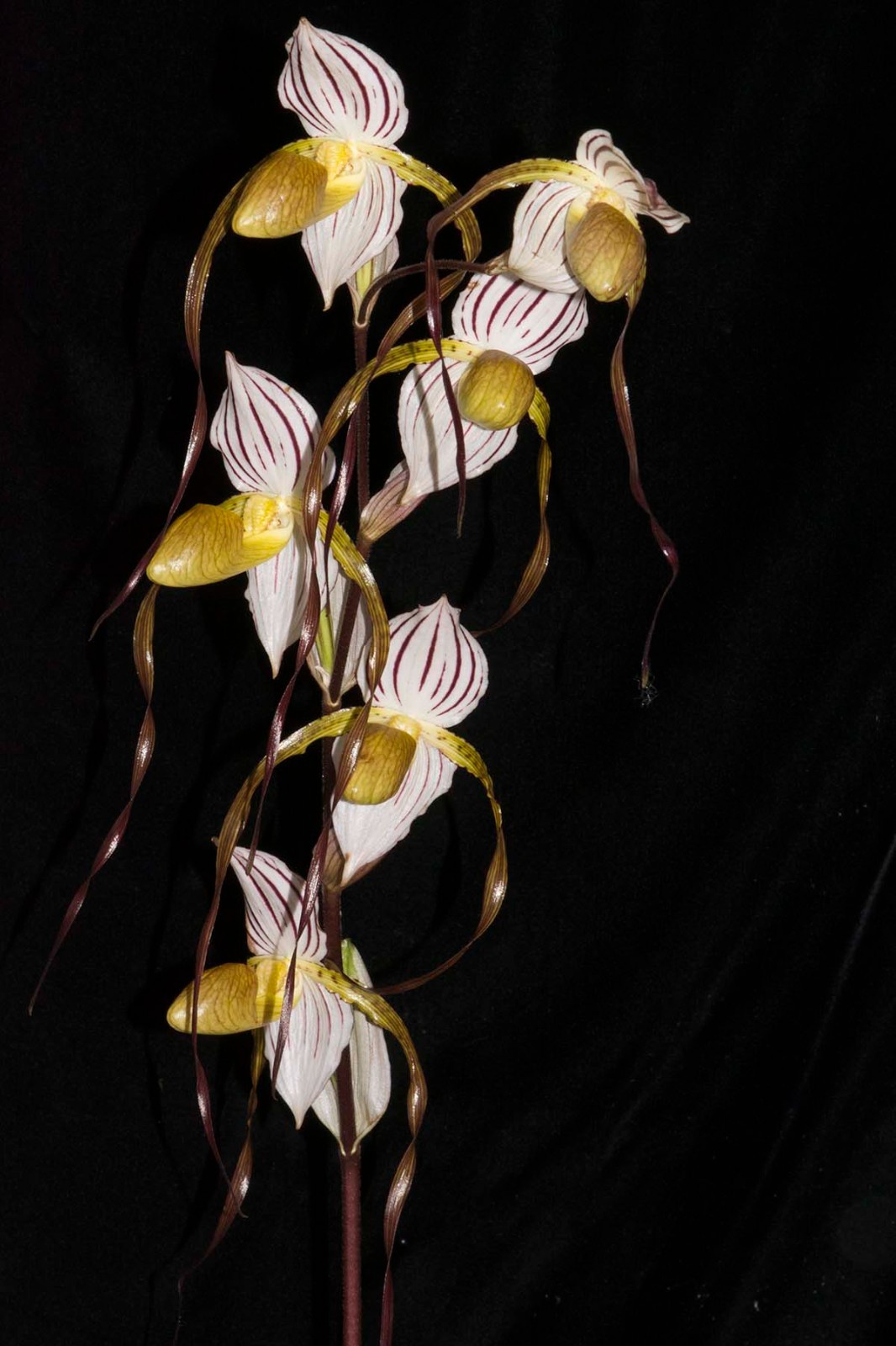 Paphiopedilum (Mount Toro AM/AOS x anitum)