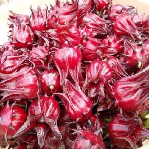 15+Roselle Seeds Asian Sour Leaf Red Sorrell Florida Cranberry Jamaican Tea USA