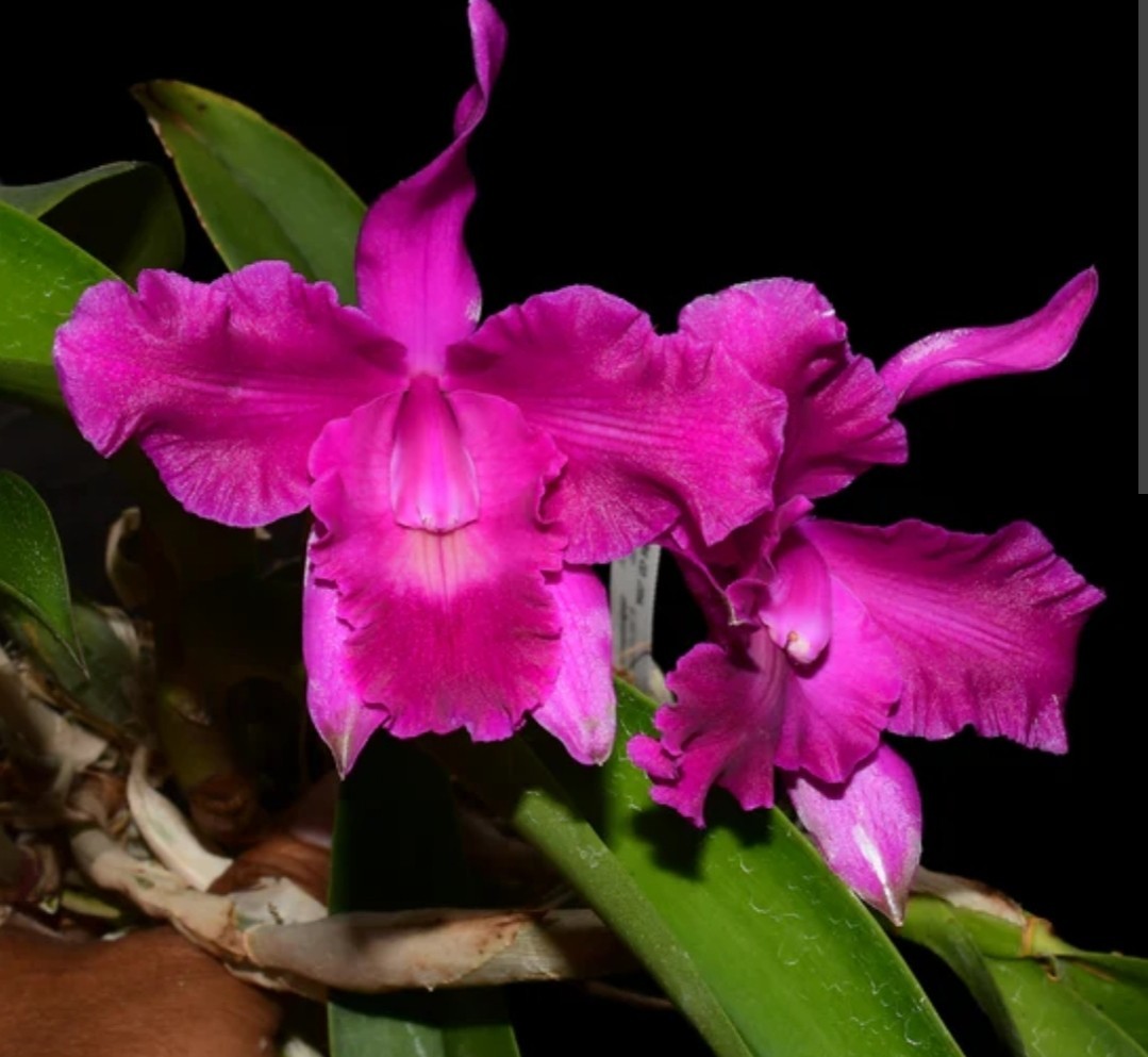 Laeliocattleya Maria Fragrant Purple Live Blooming size orchid plant