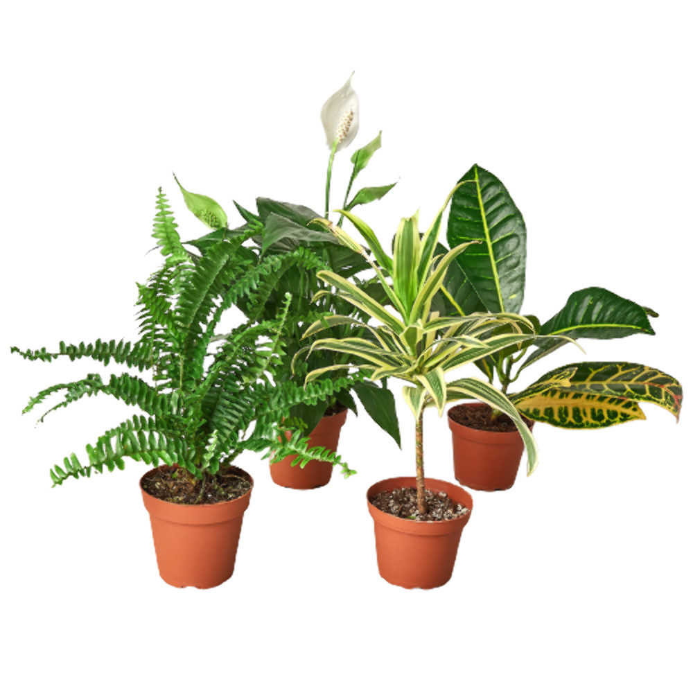 Air Purifying Variety Bundle | Live Plant for Indoor & Outdoor