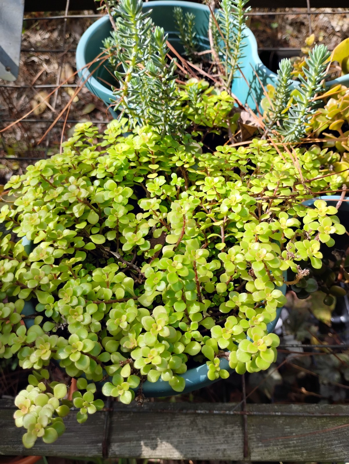SEDUM COLLECTION 5 DIFFERENT VERY EASY TO GROW & MULTIPLE READILY!