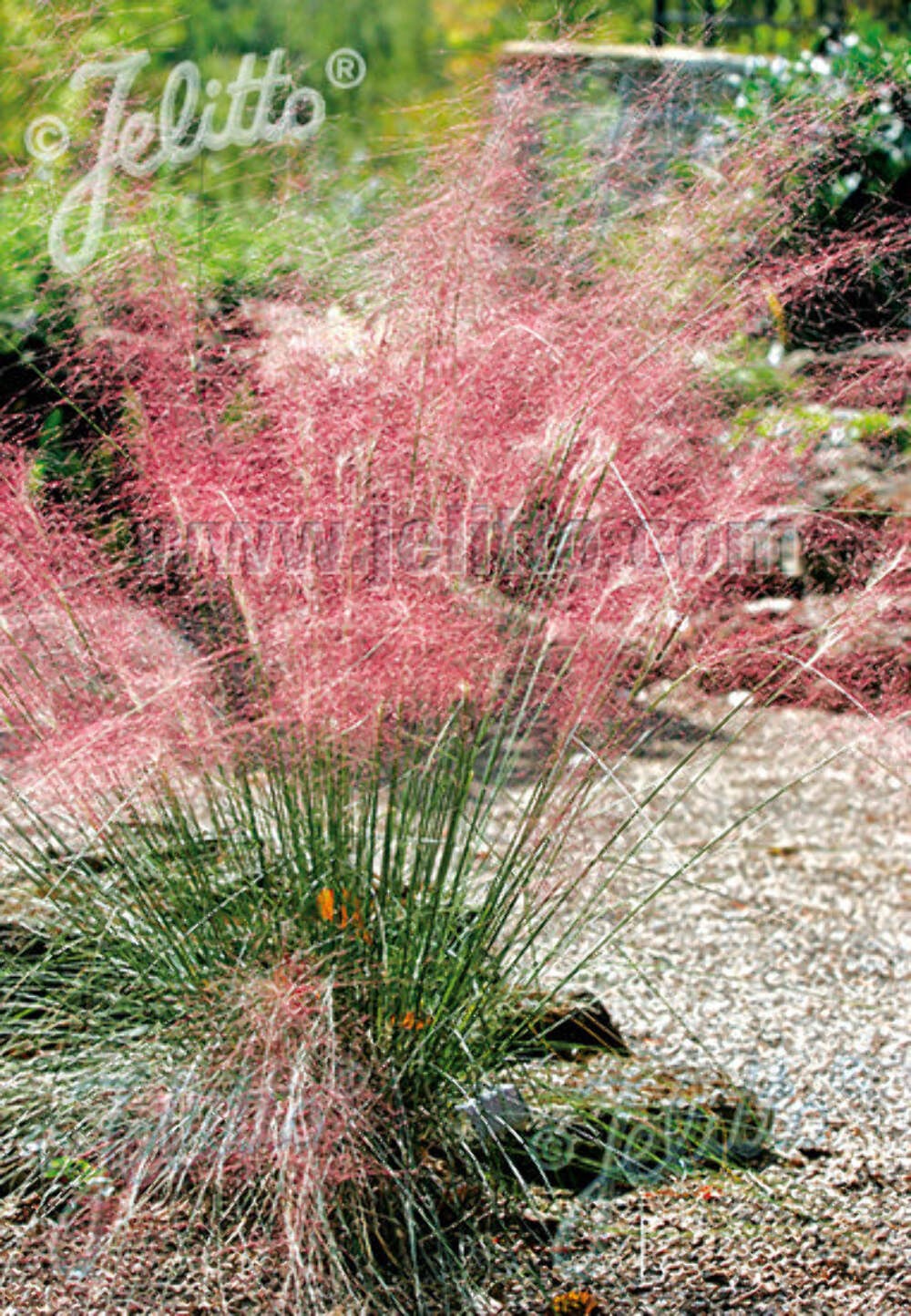Pink Muhly Grass plant 3.25″ pot – Muhlenbergia capillaris