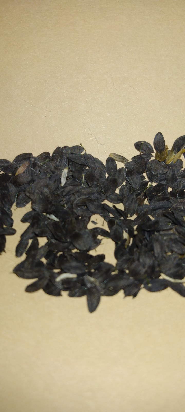 Lactuca Virosa Seeds