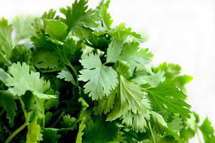 1oz CILANTRO Seeds CORIANDER Heirloom Herb Culinary (Approx 5000 Seeds)