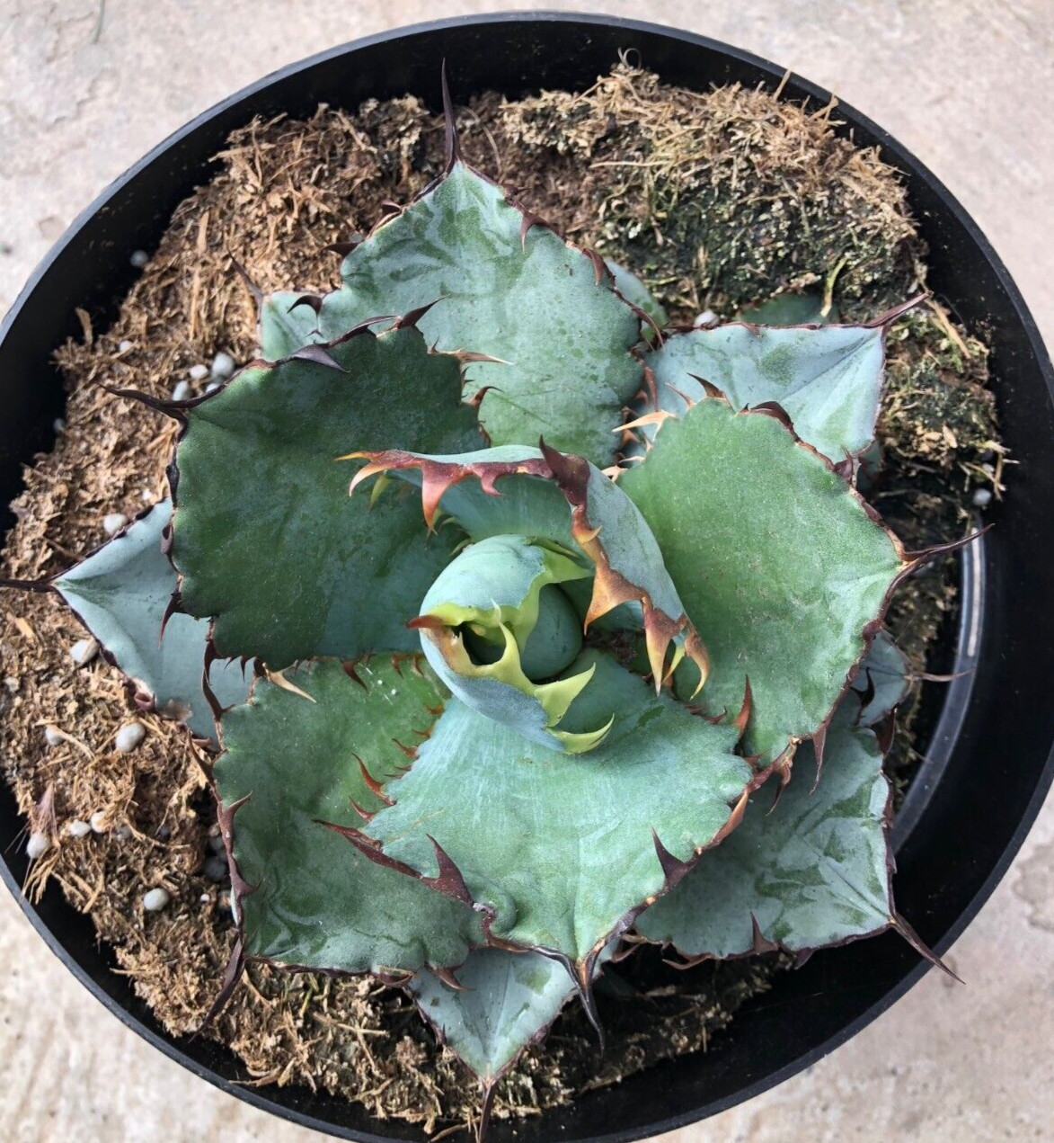 Agave Titanota ‘Black and Blue’, Currently In 8” Container
