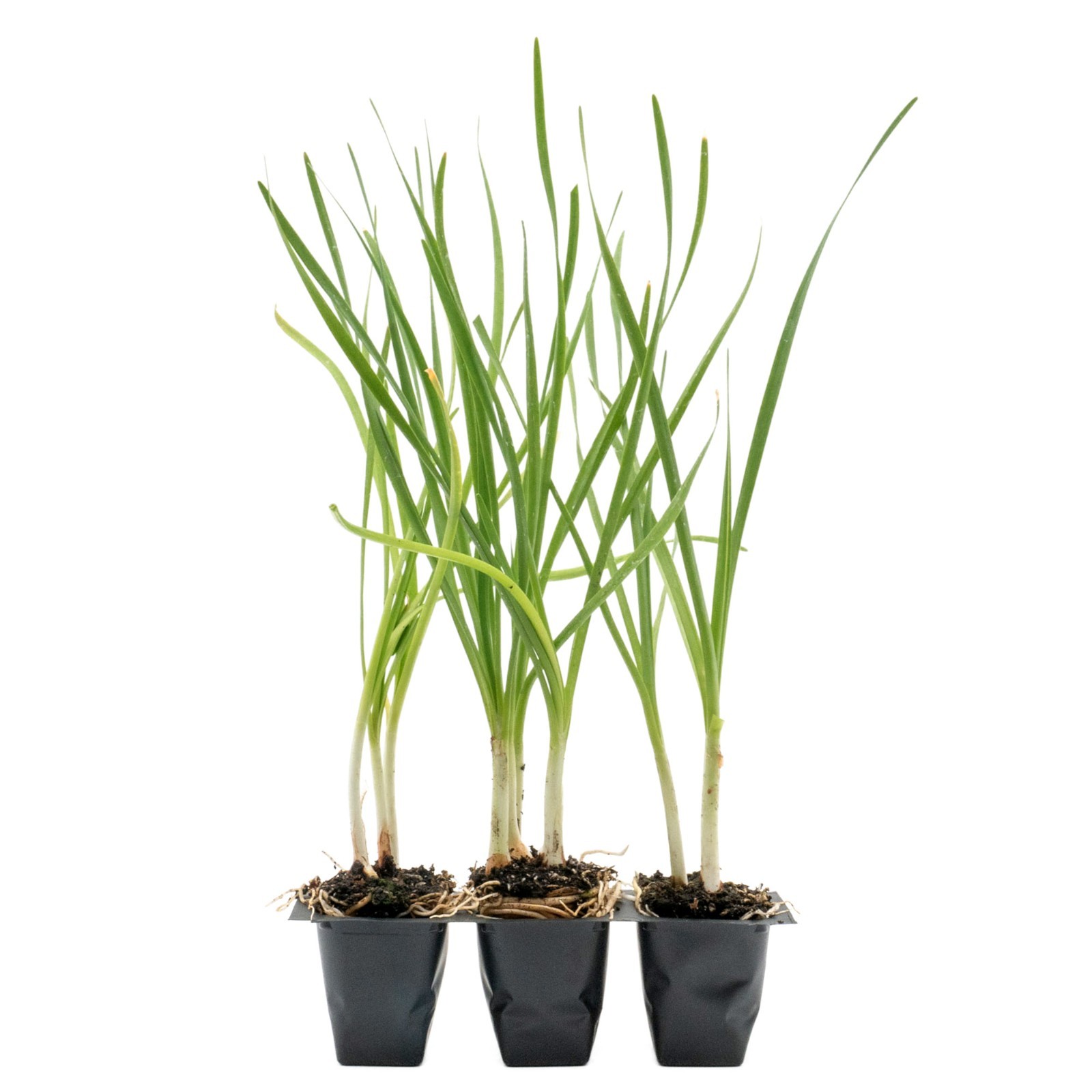 Society Garlic in 2.5” Nursery Cubes (Tulbaghia violacea) | Live Starter Plants