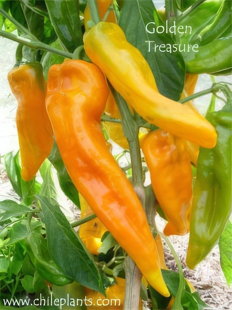 Golden Treasure Sweet Pepper Seeds (20) / Sweet / Florida Grown / Rare