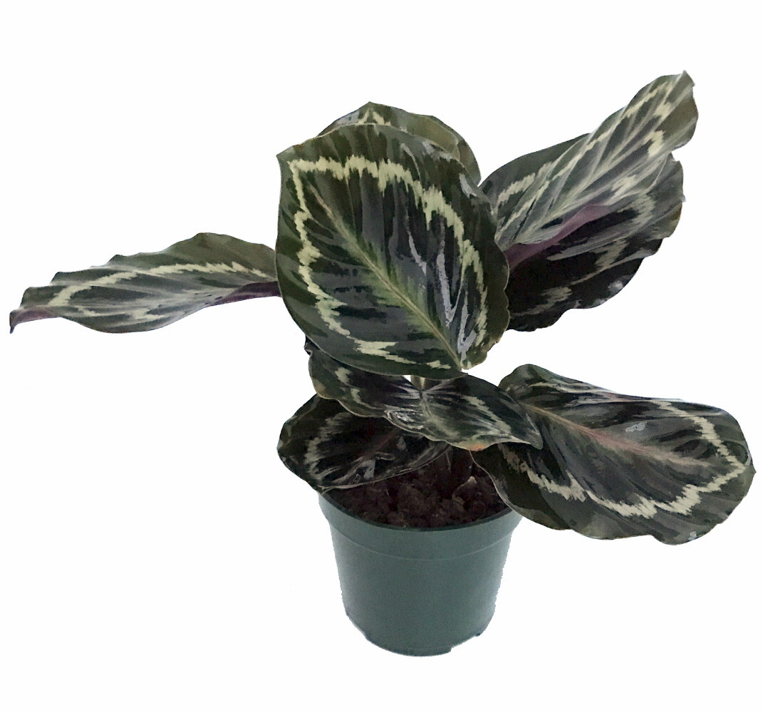 Medallion Prayer Plant – Calathea – Easy House Plant – 4″ Pot