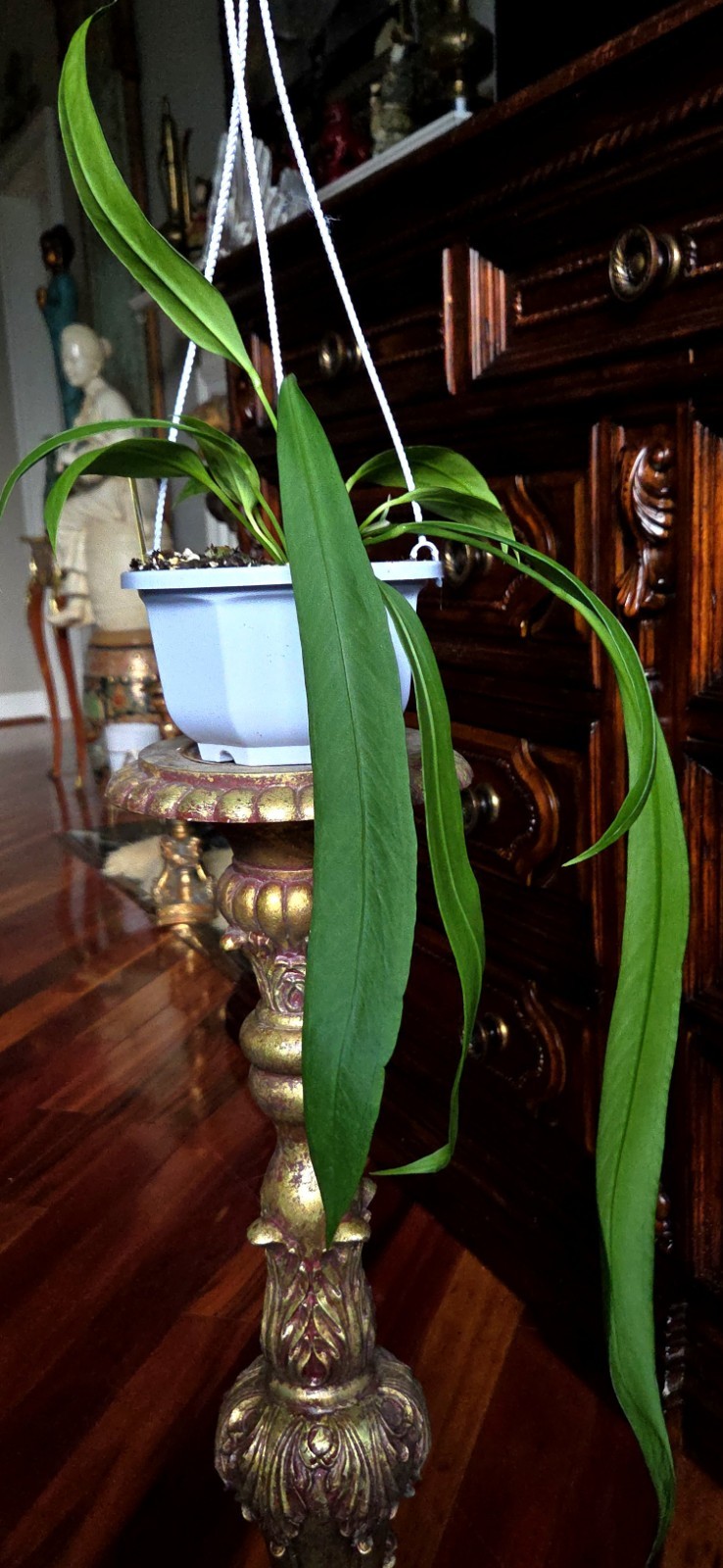 Rare XL Anthurium Vittarifolium 33″ Tall 21″ Leaves Not Philodendron Monstera