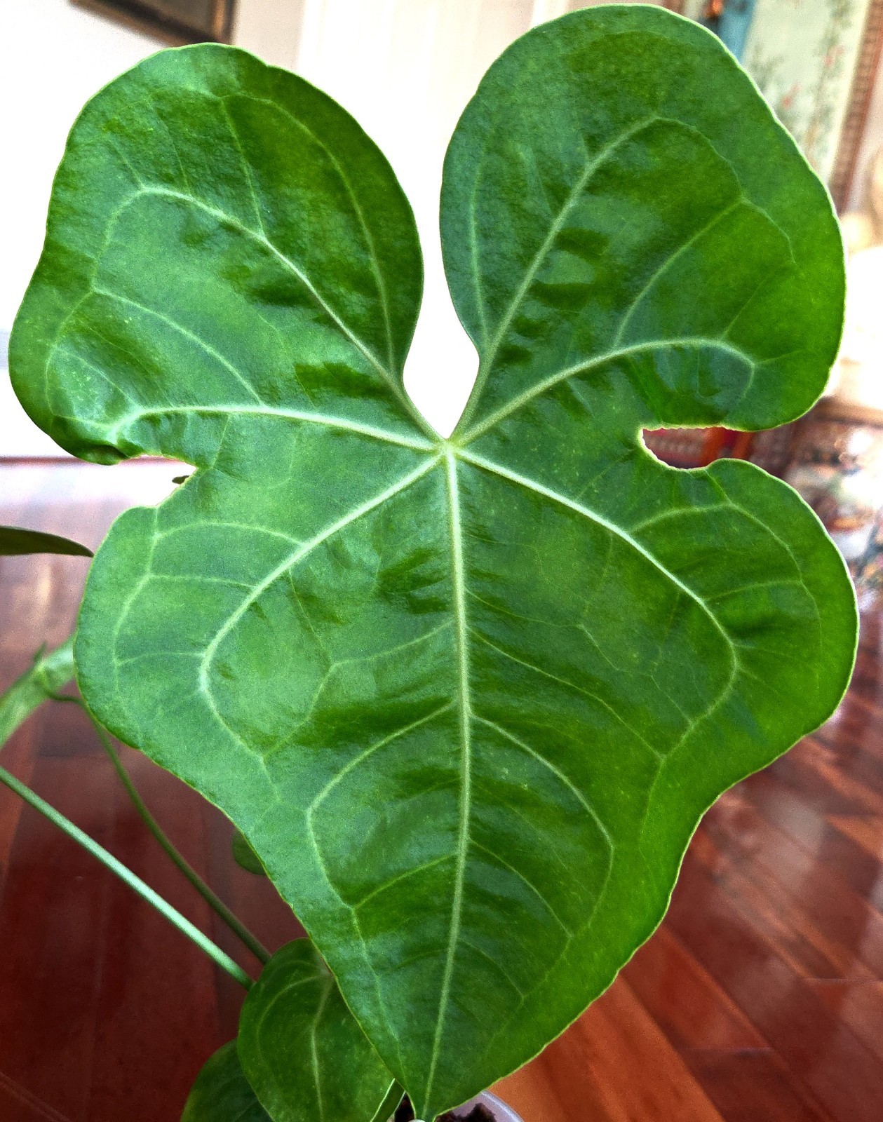 Rare Anthurium Berriozabalense X Clarinervium 22″ Tall Aroid Not Philodendron