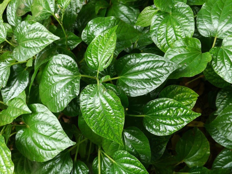 1 Bare Root-Piper Sarmentosum Plant(La Lot/loLot/Wild Pepper /Wild Betel Leaf)