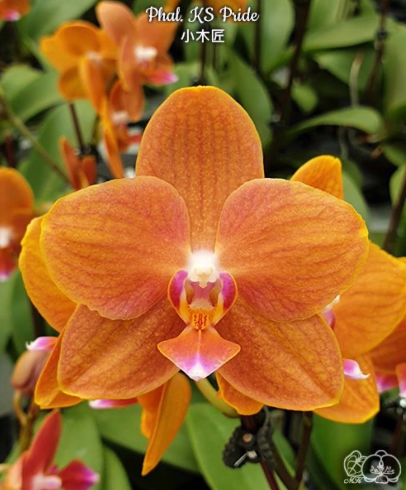 Phalaenopsis KS Pride [IN SPIKE!]
