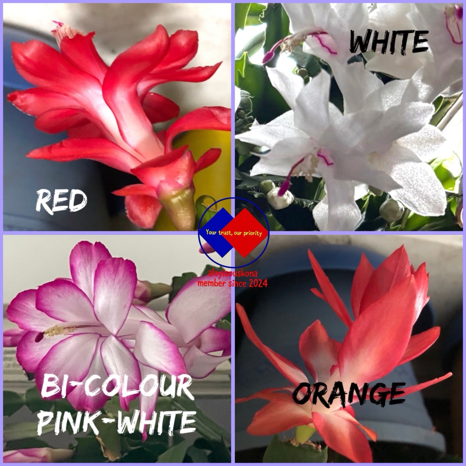 Thanksgiving Cactus White-Red-Orange-Pink/white Bi-Colour NO POT 4 Mix Colour