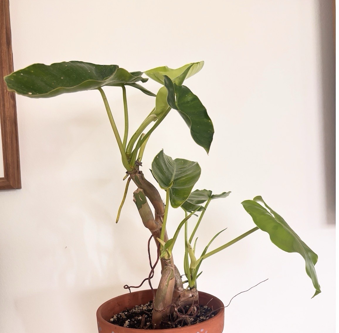 Burle Marx PHILODENDRON one tropical plant clipping GROWS FAST