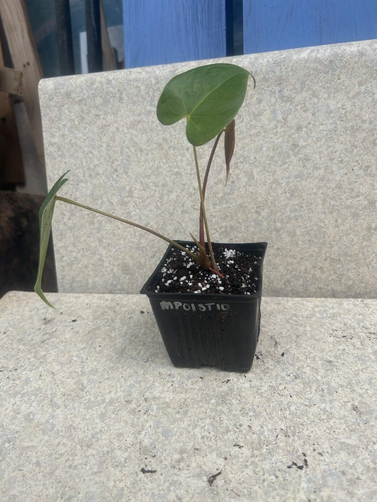 Anthurium Bright Red Tropical Potted Seedling Green Broadleaf Indoor Medium Sun