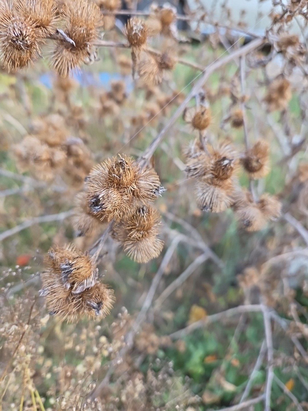 (1) Burdock Seed Pod