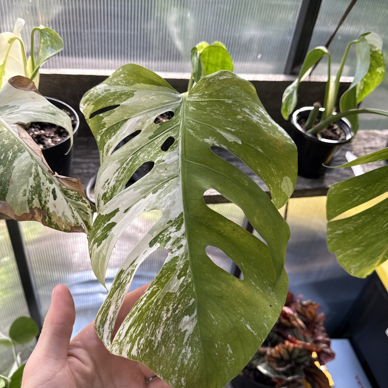 Monstera Albo