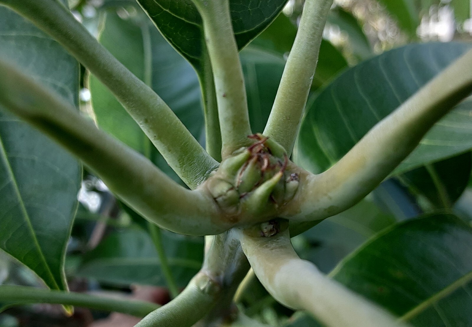 2 Mango Cuttings Scions for Grafting – Create Grafted Trees (READ DESCRIPTION)