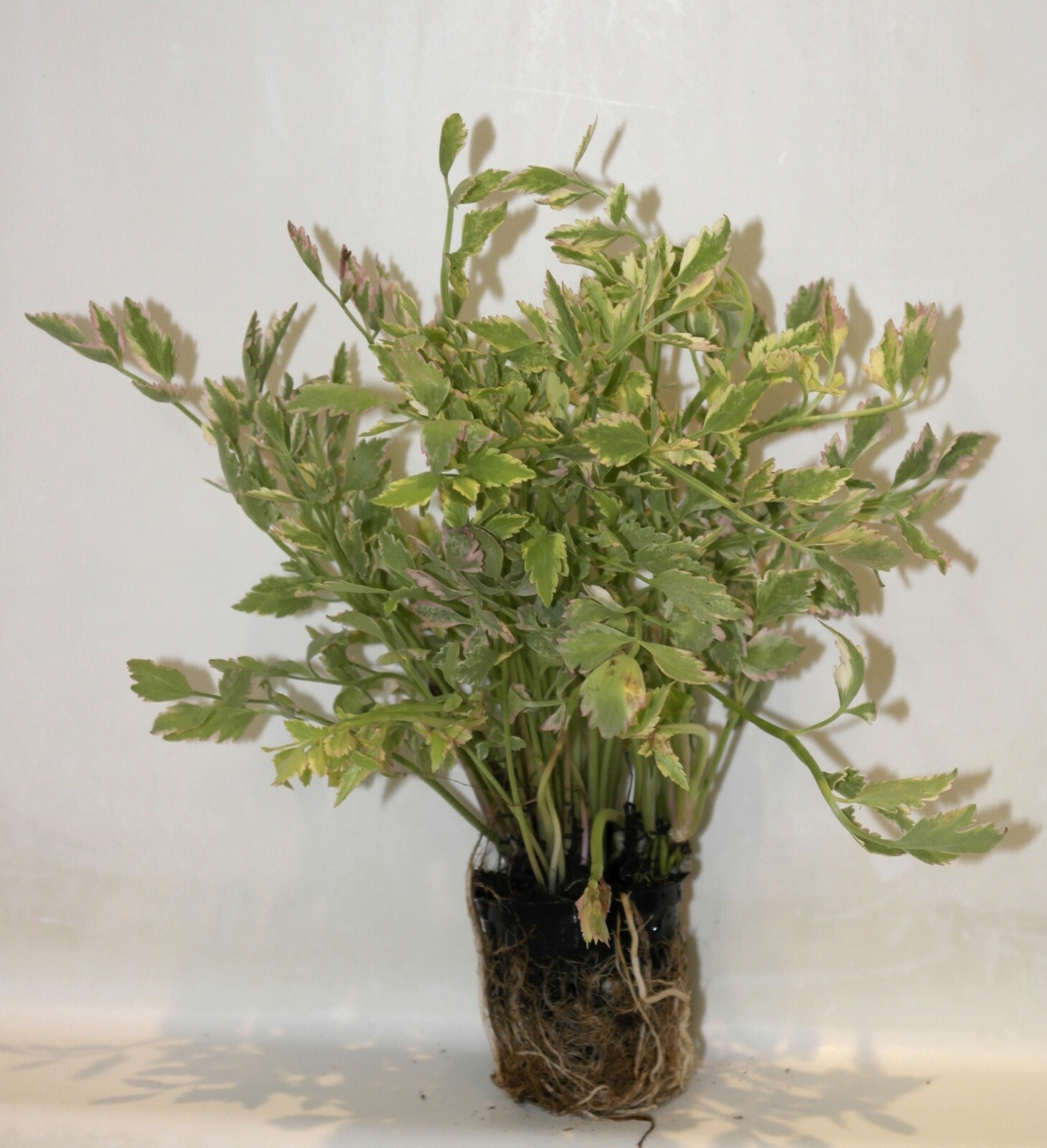 Variegated Water Celery Cold Hardy Aquatic Marginal Pond Plant-Buy 2 Get 1 Free