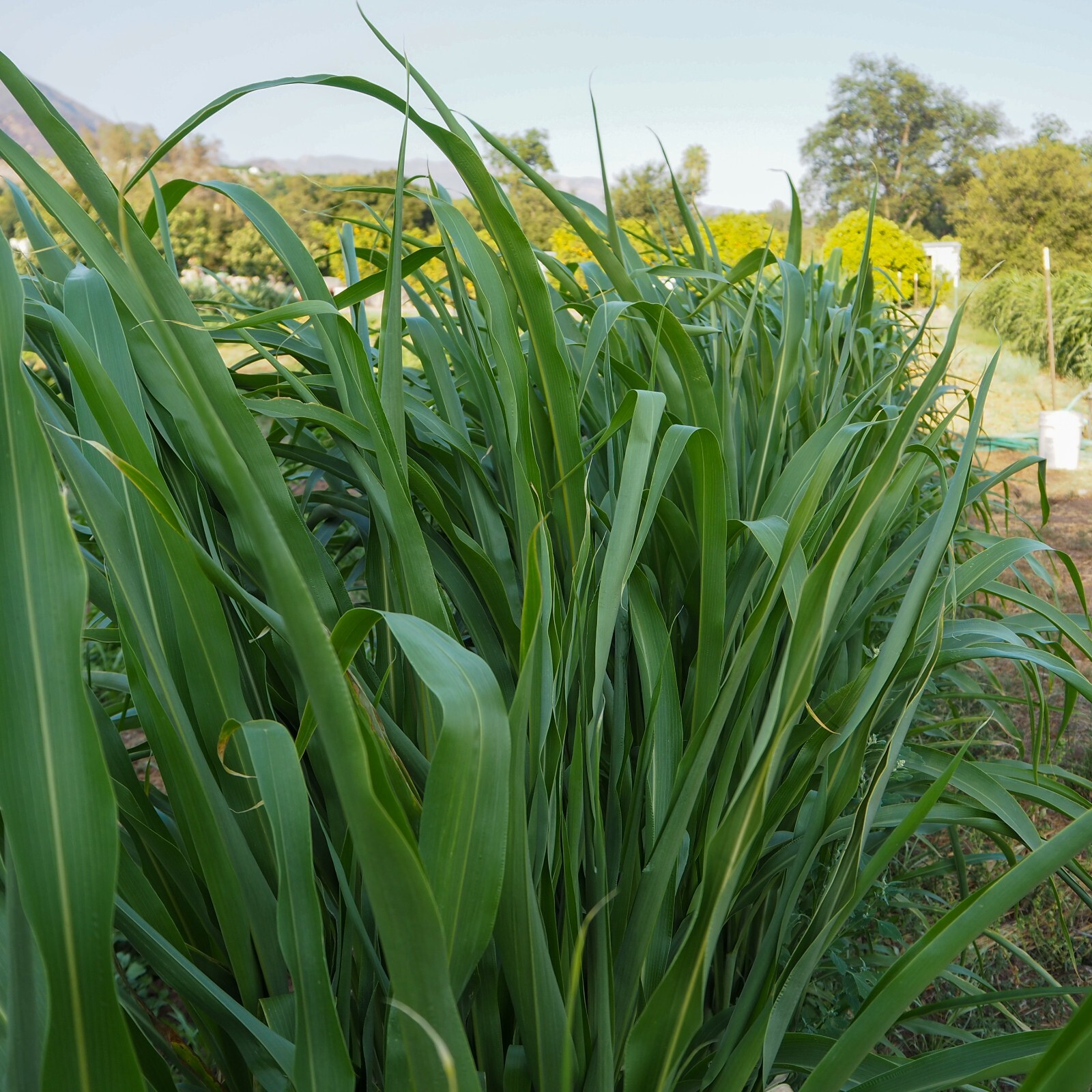 Sorghum-Sudangrass BMR F1 Cover Crop Seeds Seeds Certified Organic USA Grown