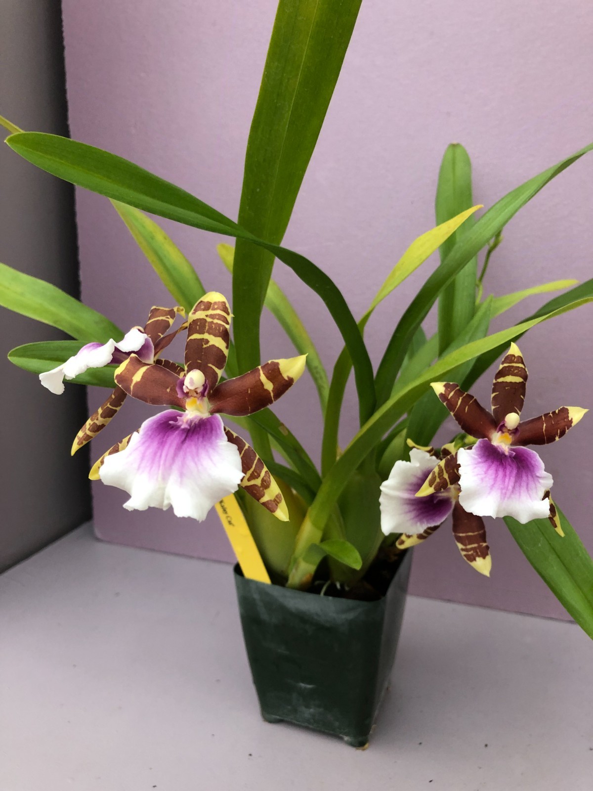(188-4) Milt.Dee Fujitake ‘Kaley Cat’ BS
