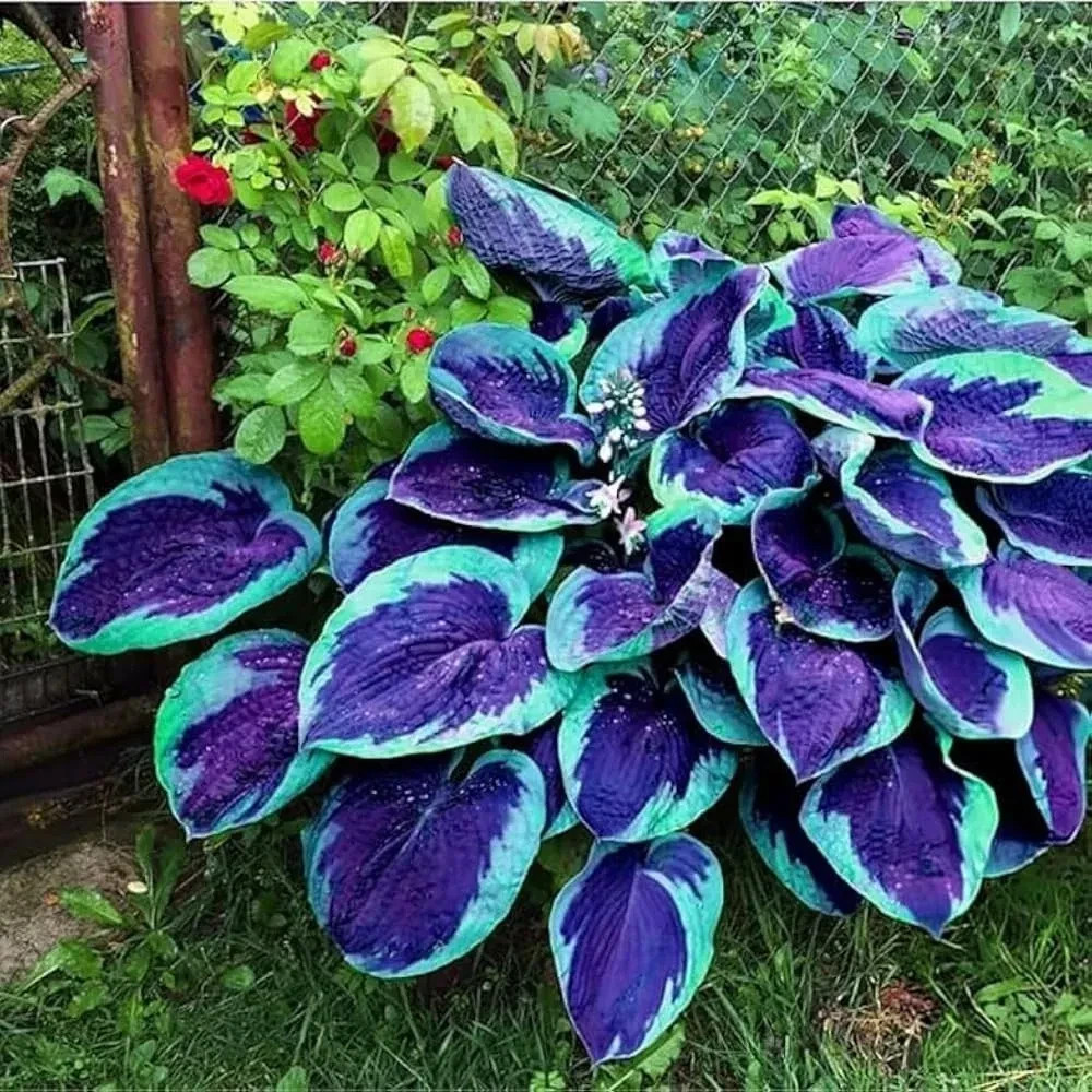 220+ Hosta Seeds Blue Perennial for Planting,Hosta Seeds Blue and Black….