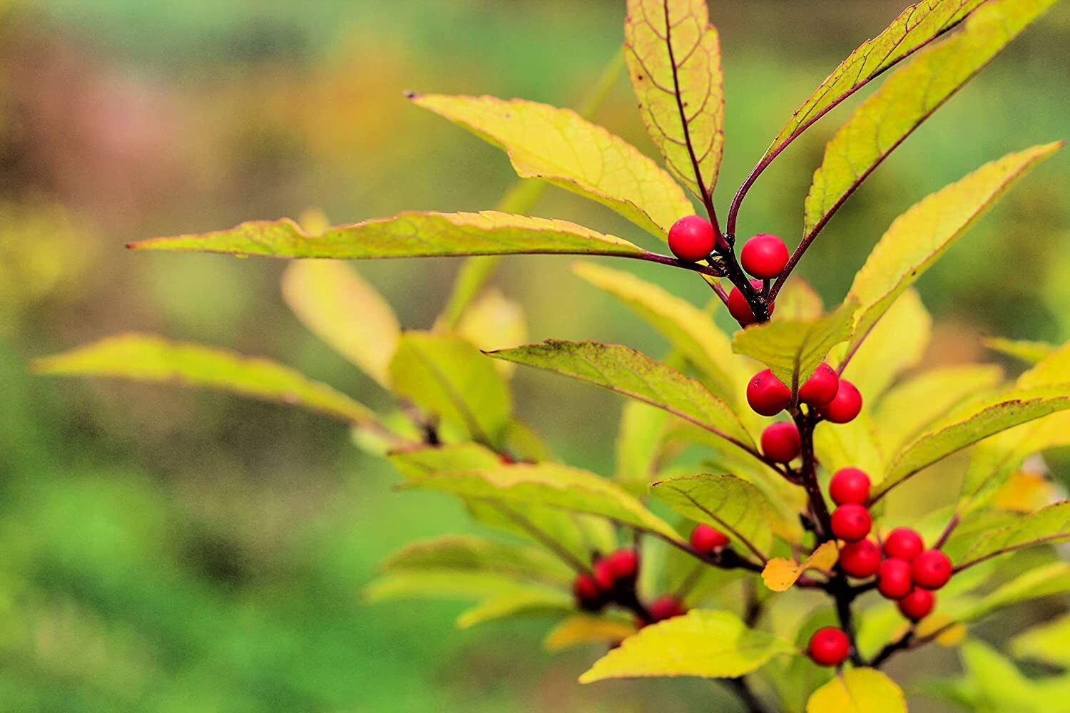 30 Red Huckleberry Seeds for Planting Vaccinium parvifolium