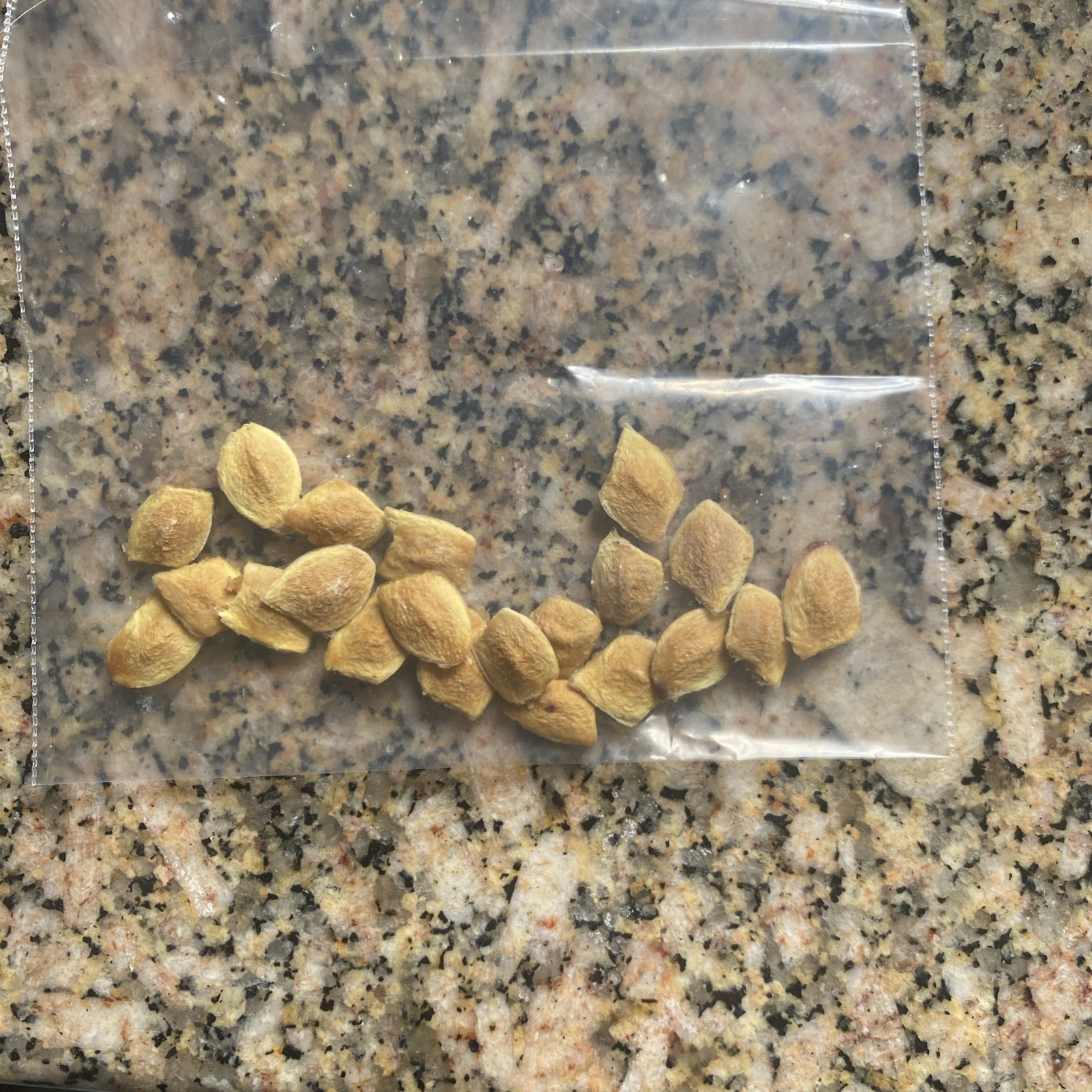 20 (Red) Velvet Mesquite Seeds (Prosopis Velutina) Drought Tolerant Legume