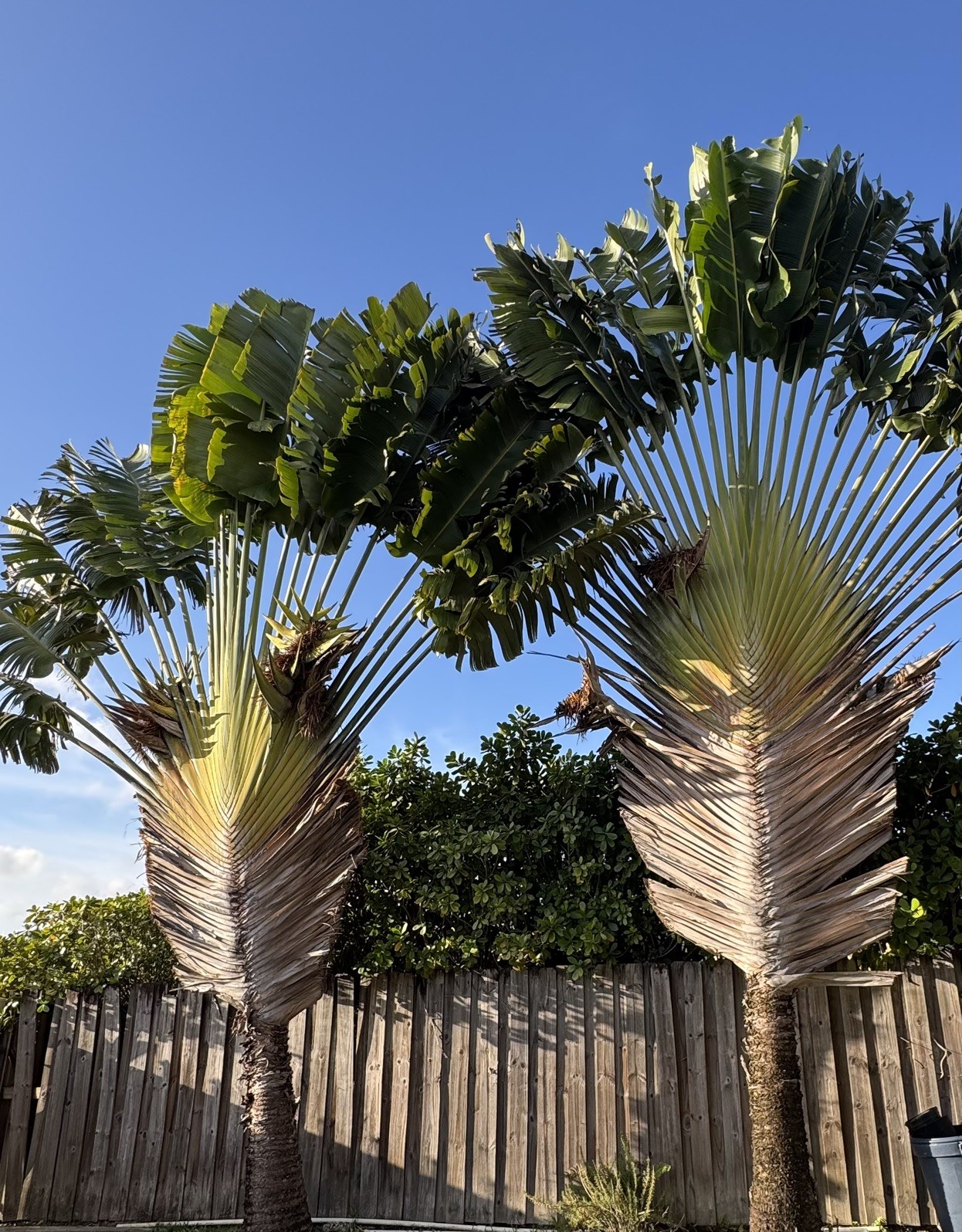 500 Fresh Traveler’s Palm Seeds
