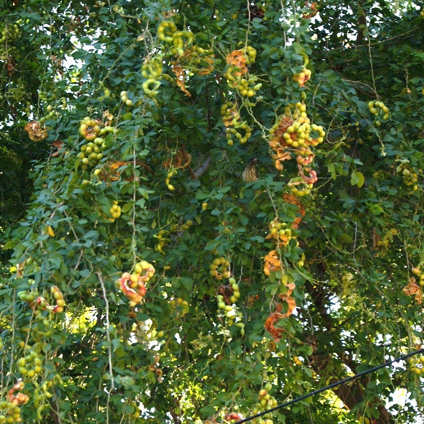 Manilla tamarind, Pithecellobium dulce exotic Madras thorn fruit seed – 15 SEEDS