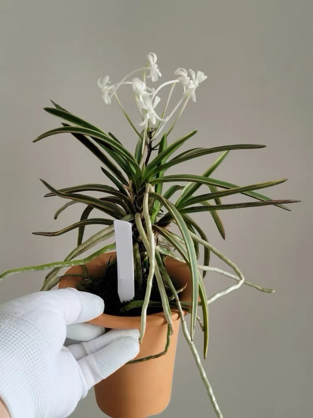 Vanda falcata ‘Azuma Dezu’ Variegated Wind Orchid Exact Plant Budding