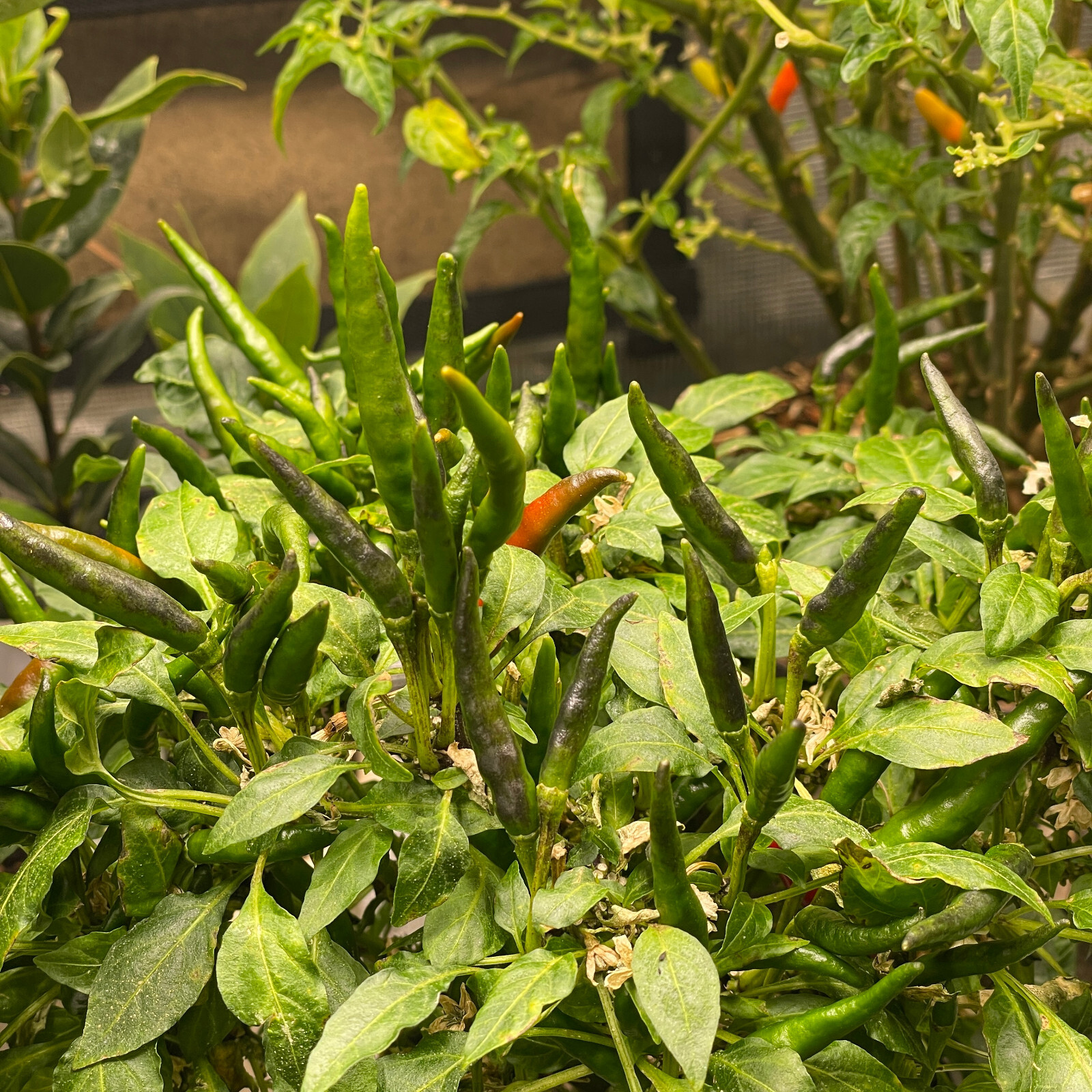 Fresh Takanotsume Pepper Seeds | Heirloom & Non-GMO | 25 Fresh Vegetable Seeds