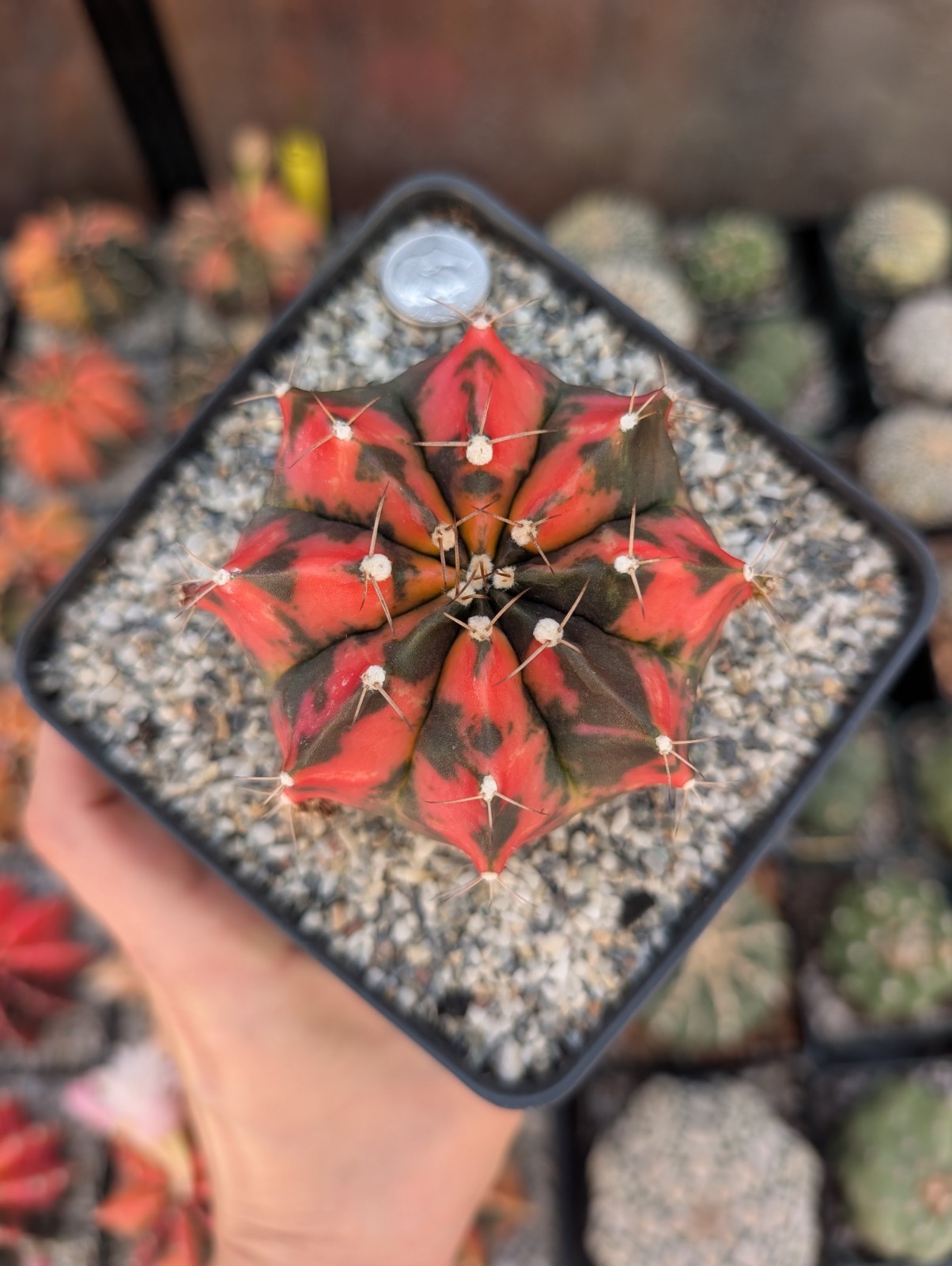 Gymnocalycium Inverse Variegata Daydream Hybrid Motherplant