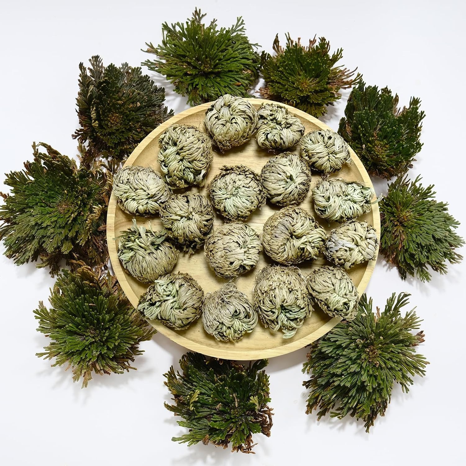 11 Pack Rose of Jericho Resurrection Plants, 1–2 Inch Rosa de Jerico Brown