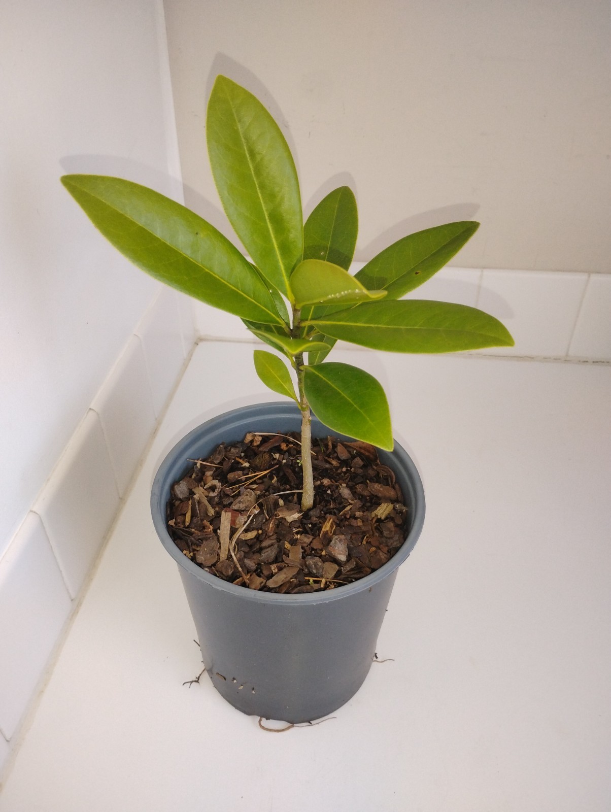 Southern Magnolia Tree, 1 Gallon Pot.