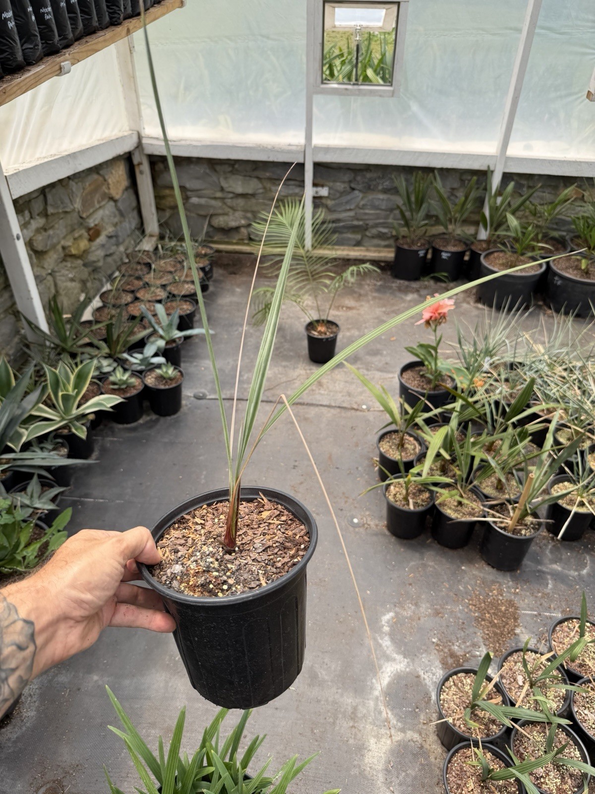 Brahea armata (Mexican Blue Fan Palm) – 1 Gallon – Rare Blue Palm – Cold Hardy