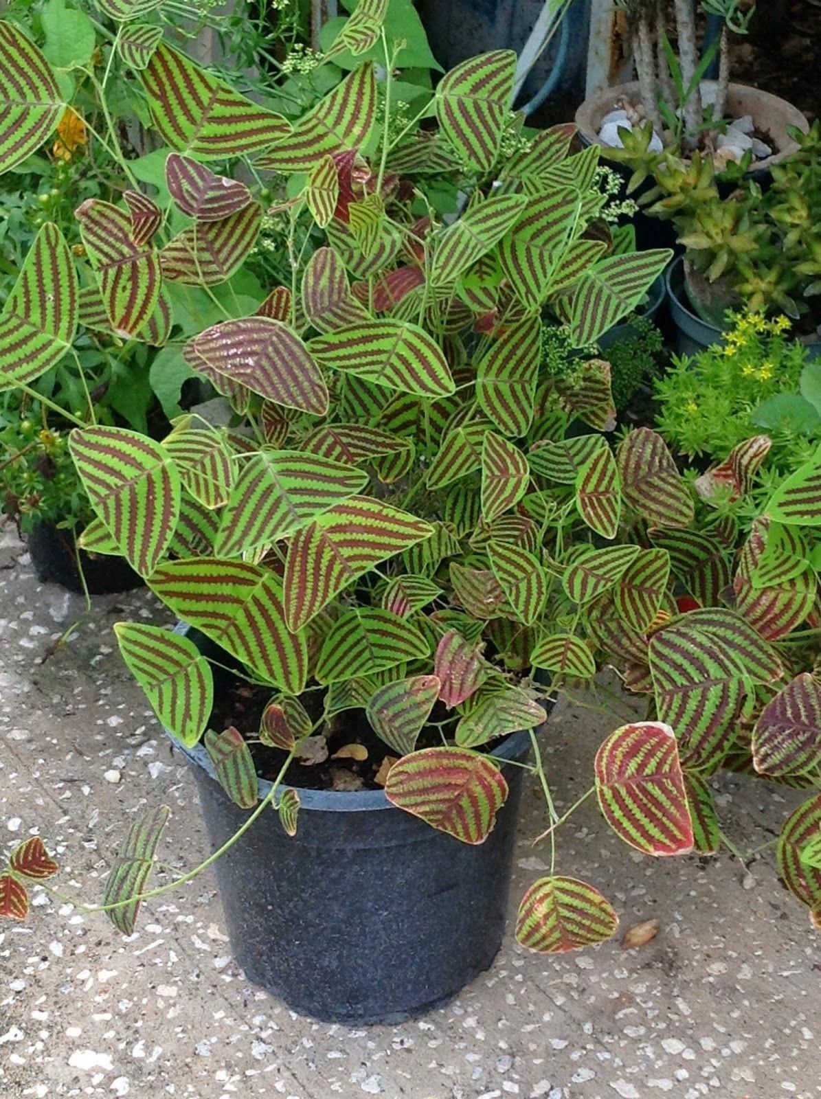 Organic LARGE LEAF Christia Obcordata or Butterfly Wing Plant or Swallowtail