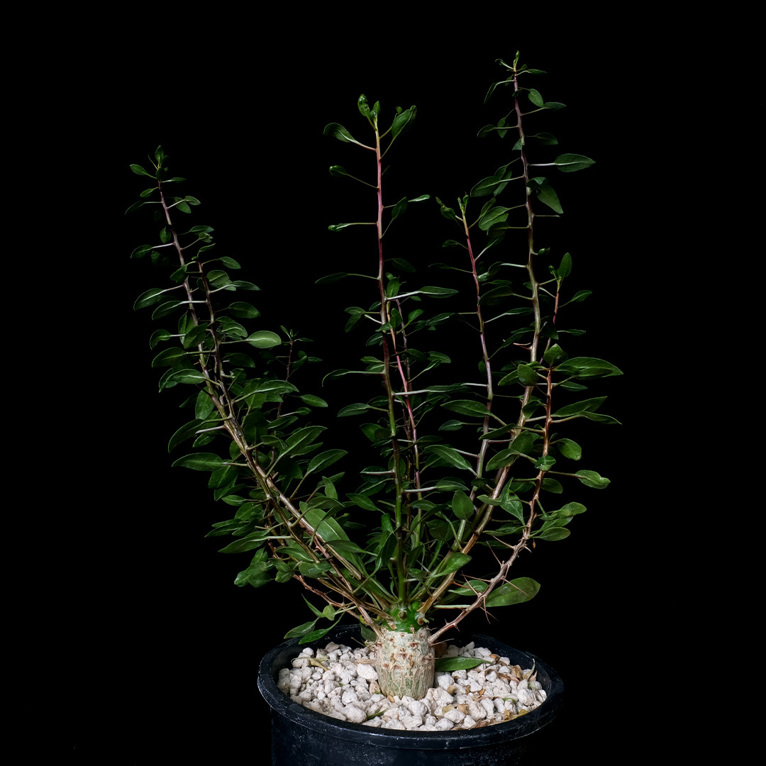 Fouquieria columnaris – 1 gal pot – Caudiciform