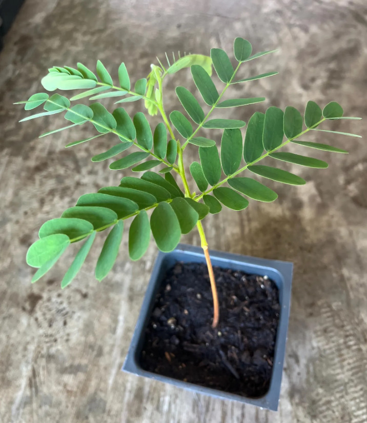 Tamarind Plant – 3-5″Tall – 4″Pot – Tropical Fruit Tree for Gardens – Zones 9–11