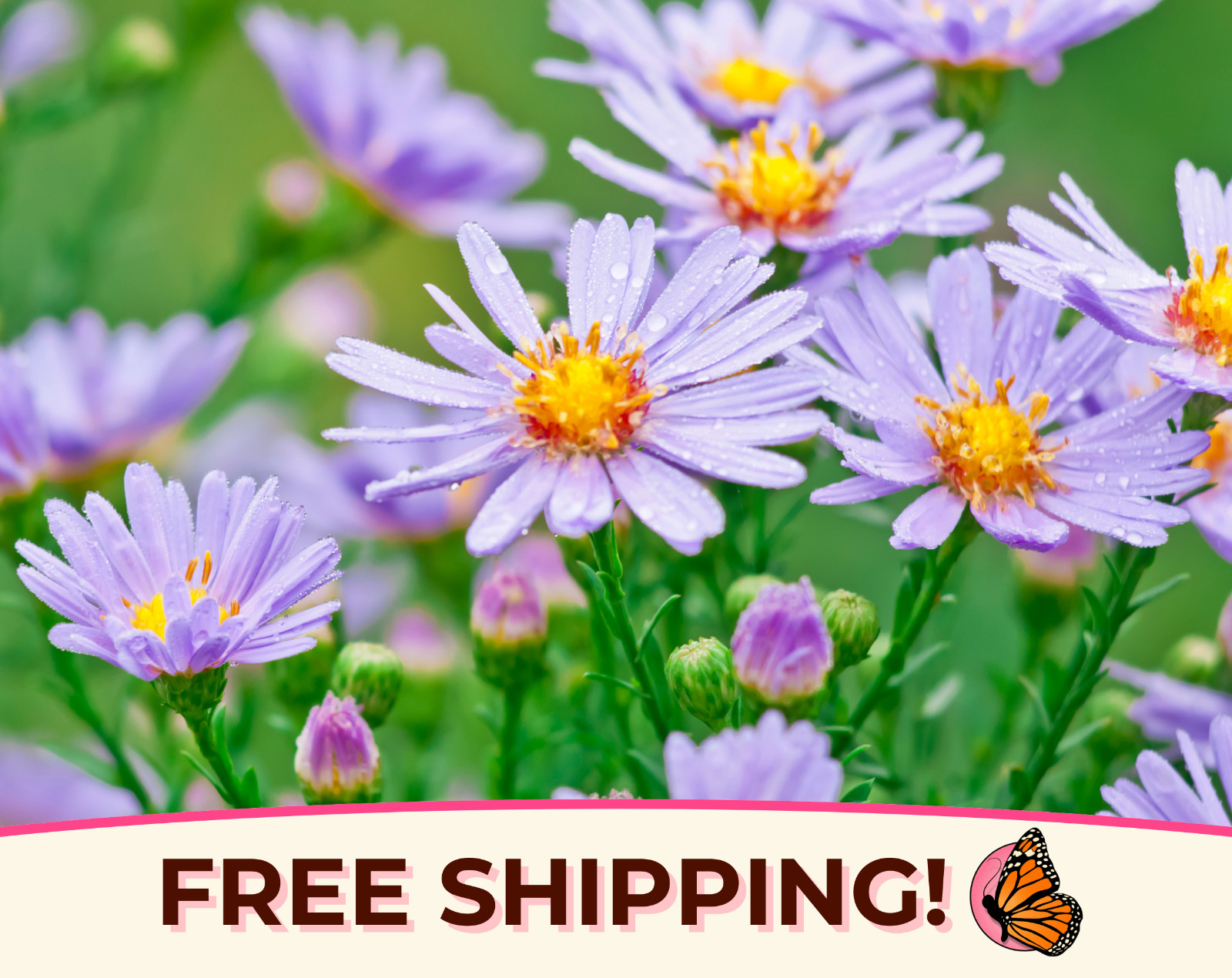 1600+ Smooth Blue Aster Seeds | Native Perennial Wildflower Pollinator Gardening