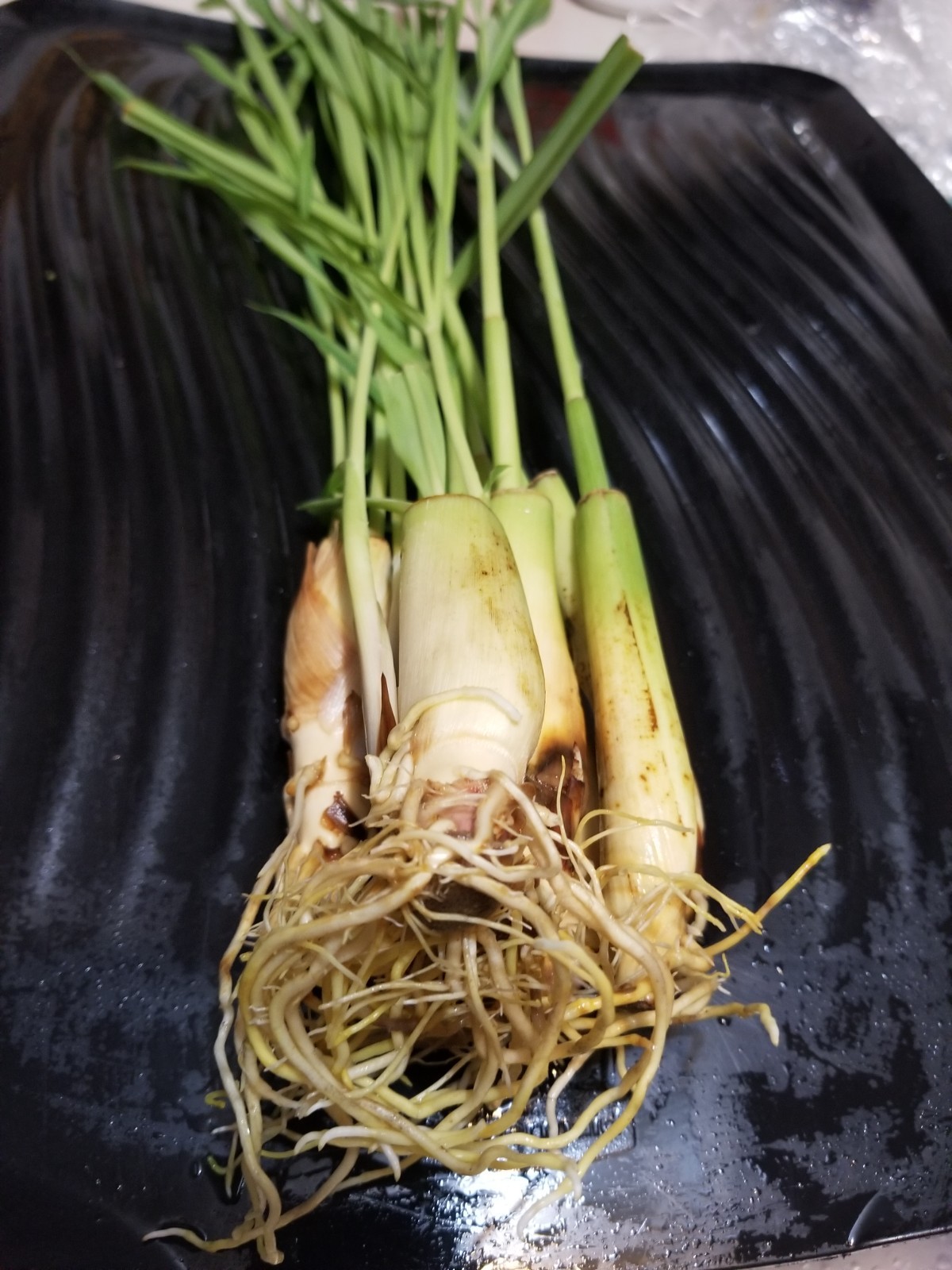 10 Live Lemon grass Stalks-bulbs, Grow Your Own Herbal Tea & Wellness Garden