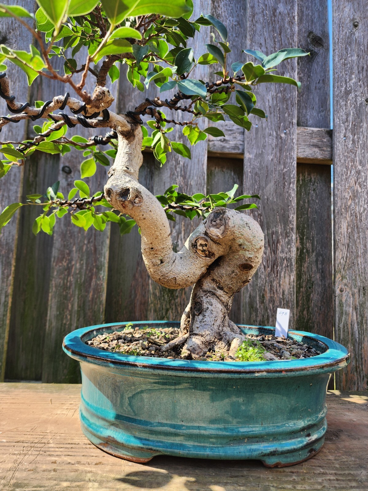 Unique Ficus Retusa Bonsai Specimen Pre-Bonsai 35 Years Old (ID: B698)