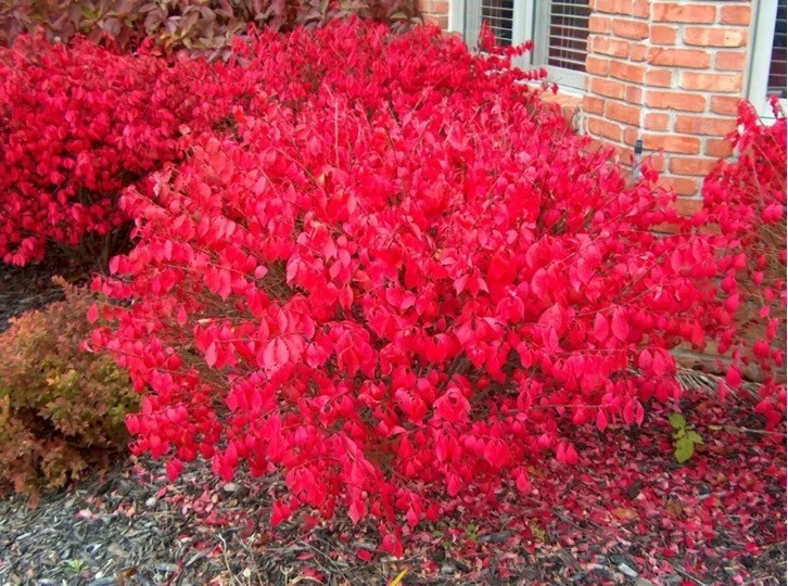 Dwarf Burning Bush Live Plant Well Rooted 1-4 yo Shrub (Euonymus Alatus) Plants
