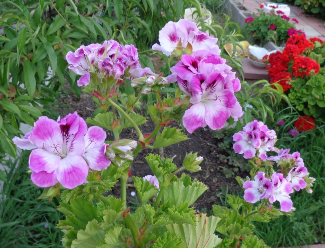 STUNNING PURPLE & WHITE PELARGONIUM FANCY REGAL GERANIUM 2 X 6″ PLANT CUTTINGS